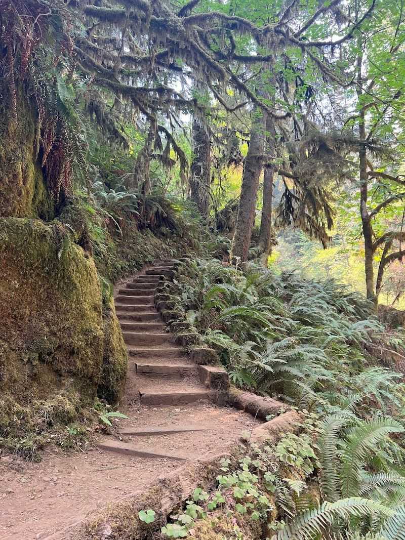 The Trail Overview: A 3.5-Mile Forest Walk Worth Every Step