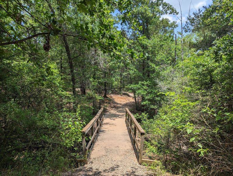 The Forest Trails That Actually Keep You Cool