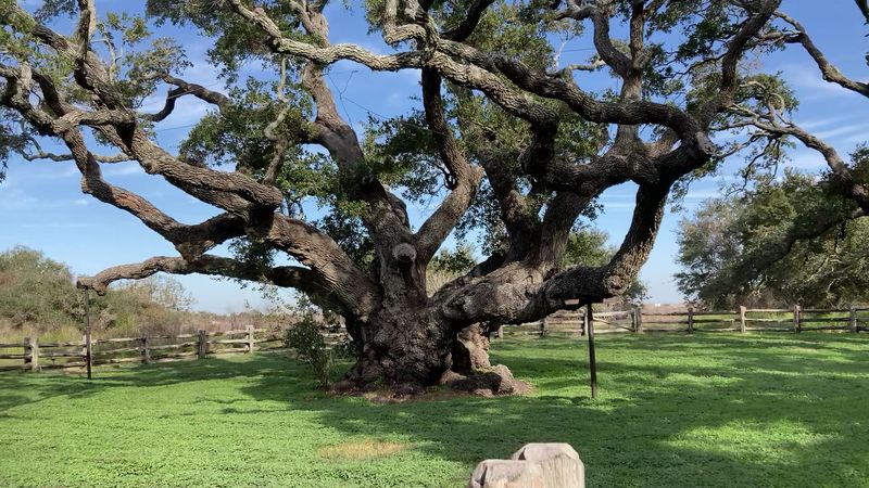 The Big Tree: A Living Monument Over 1,000 Years Old