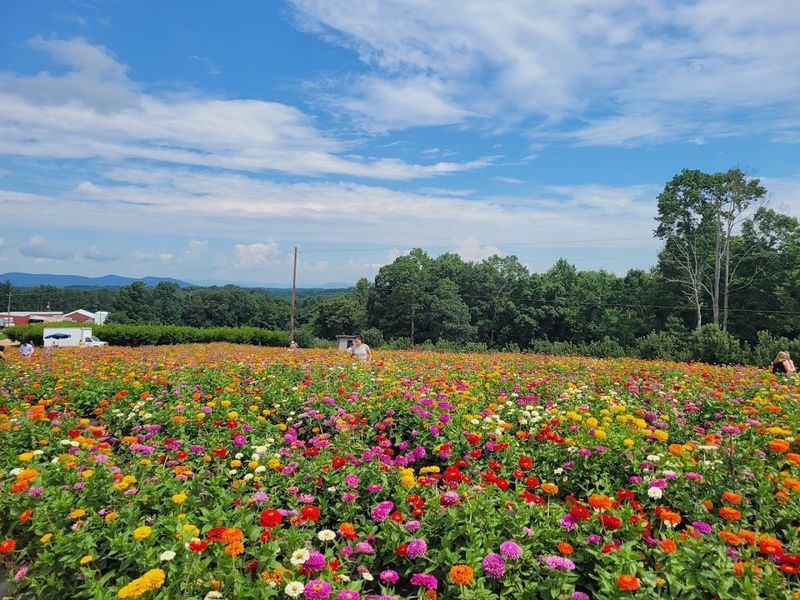 Rolling Hills That Make The Farm Feel Extra Scenic