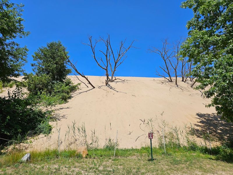 A Living Dune That Actually Moves