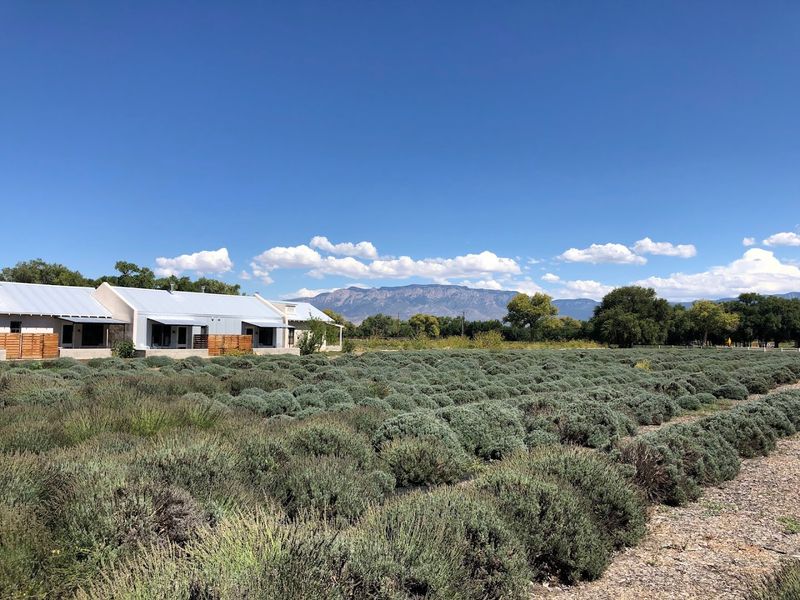 Lavender Fields That Make New Mexico Feel Worlds Away
