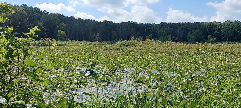 A Glacial Fen Unlike Anything Else in Indiana