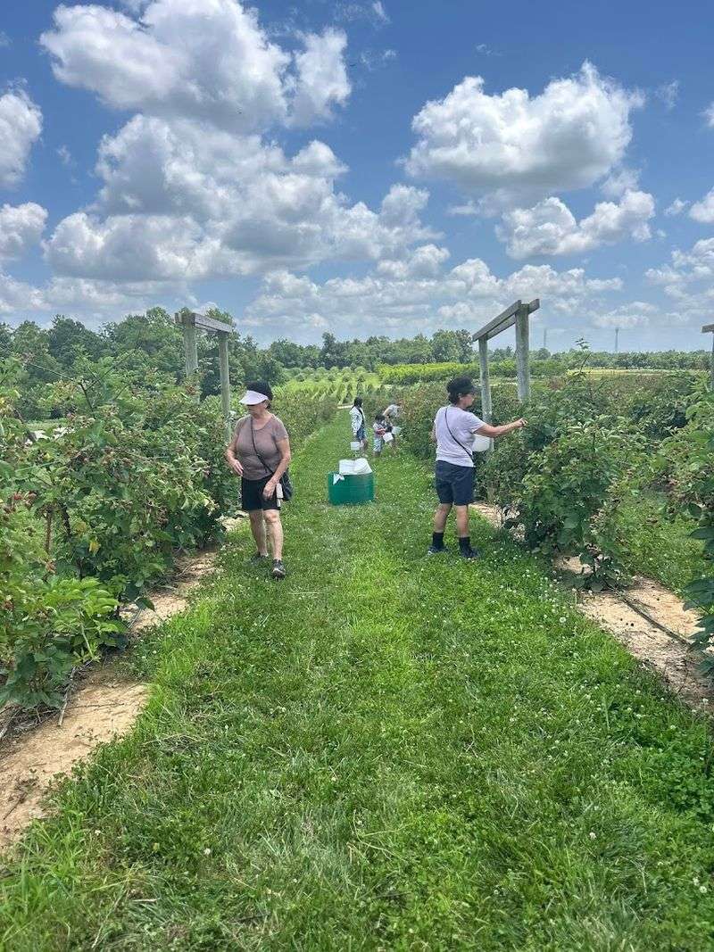 Fresh Blueberry Picking You Will Not Find Anywhere Else