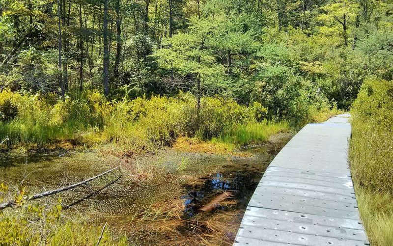 A Floating Forest That Actually Moves Beneath Your Feet
