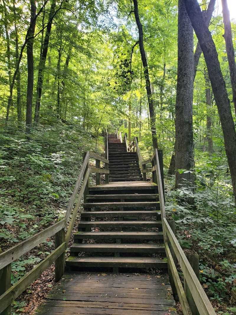 Ancient Old-Growth Trees That Have Stood for Over 300 Years