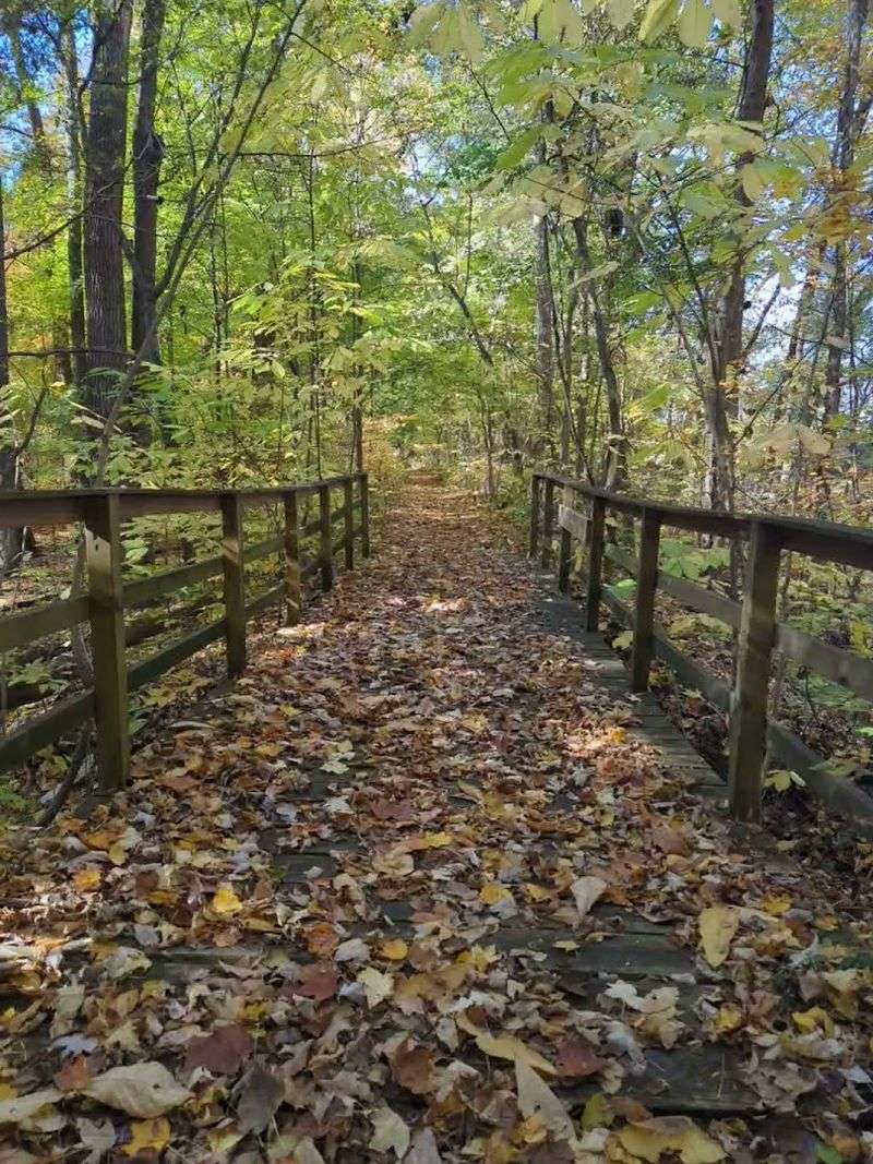 Ancient Trees That Predate the City of Evansville