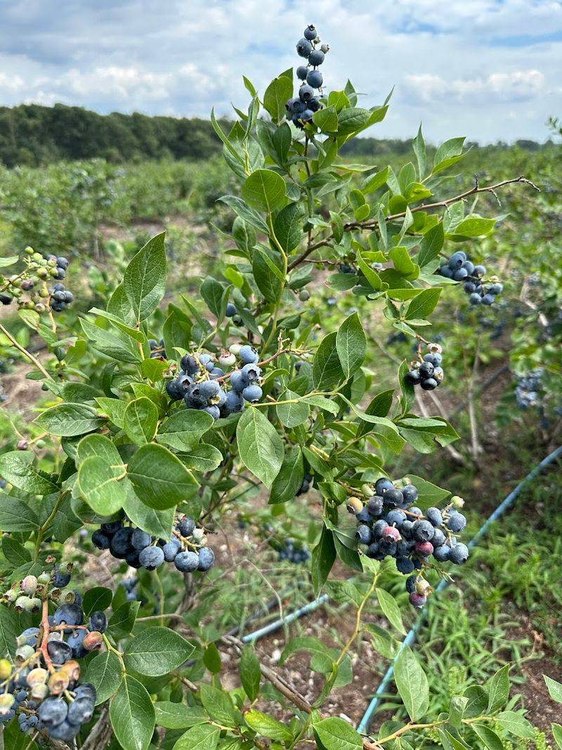 The Famous Blueberry Fest That People Plan Their Summer Around