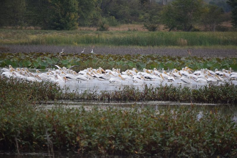 The Ghost Forest of Sun-Bleached Hardwood Snags