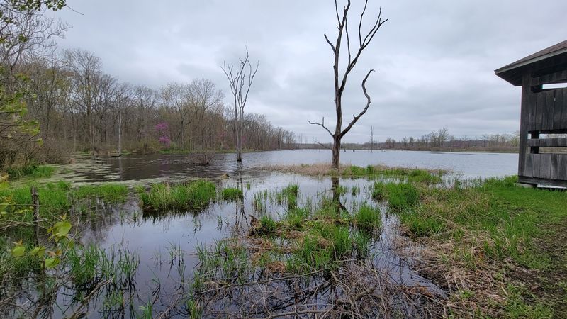 The Peatland That Actually Shakes Underfoot