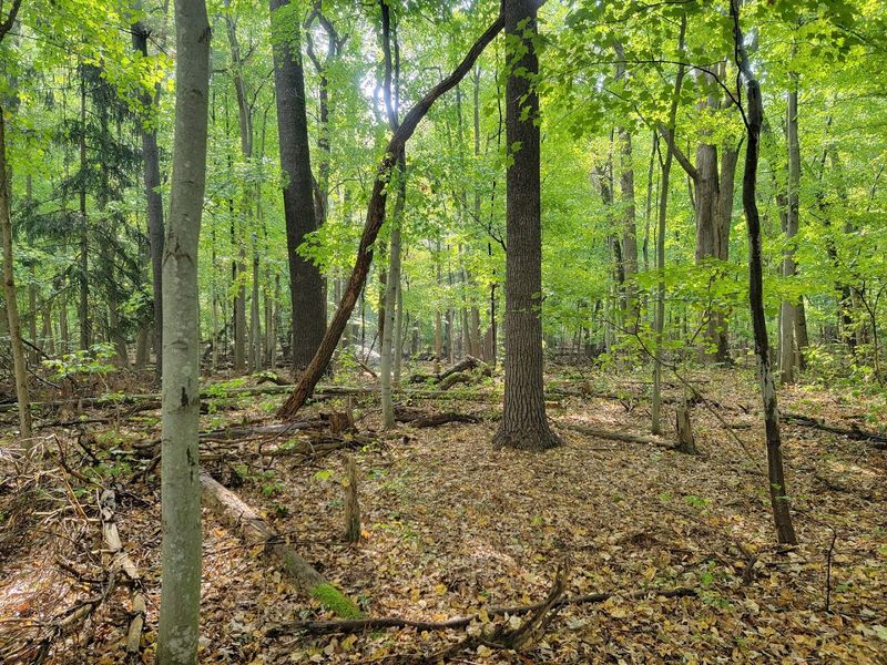 An Old-Growth Forest Hiding in Plain Sight