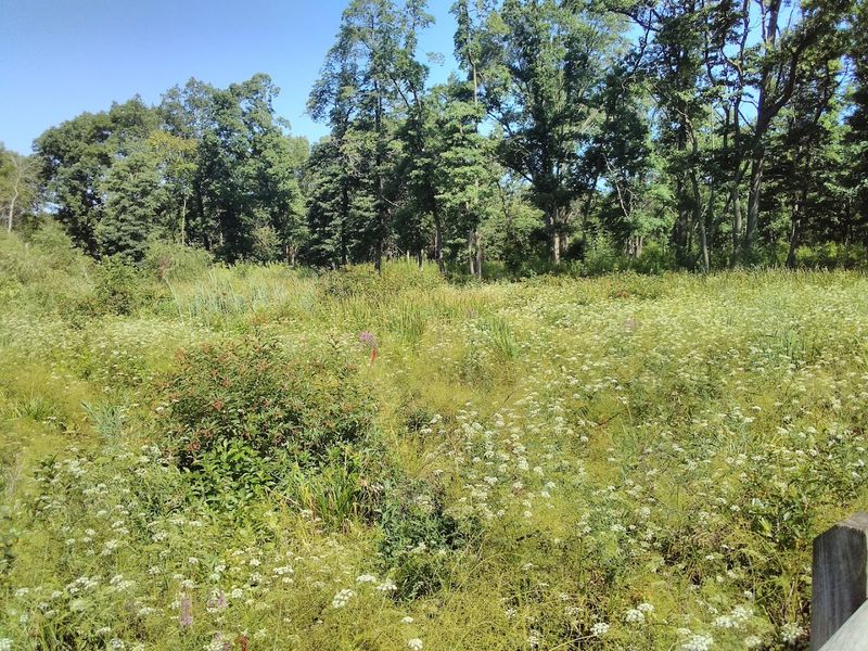 A Rare Inland Dune and Swale Ecosystem Found Nowhere Else in the Midwest