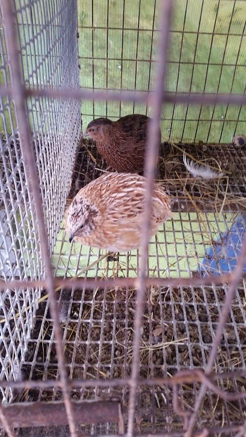 Farm Animals and Livestock You Can Actually Buy