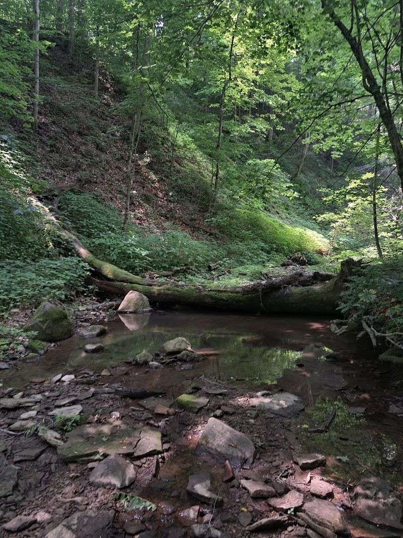 Ancient Trees That Have Outlived Generations
