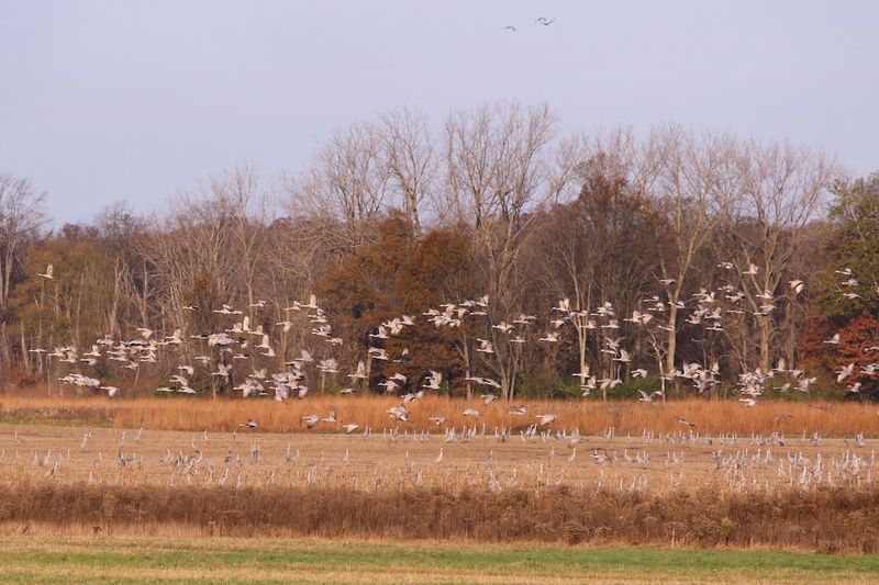 The Sandhill Crane Migration Is One of Nature's Most Jaw-Dropping Spectacles