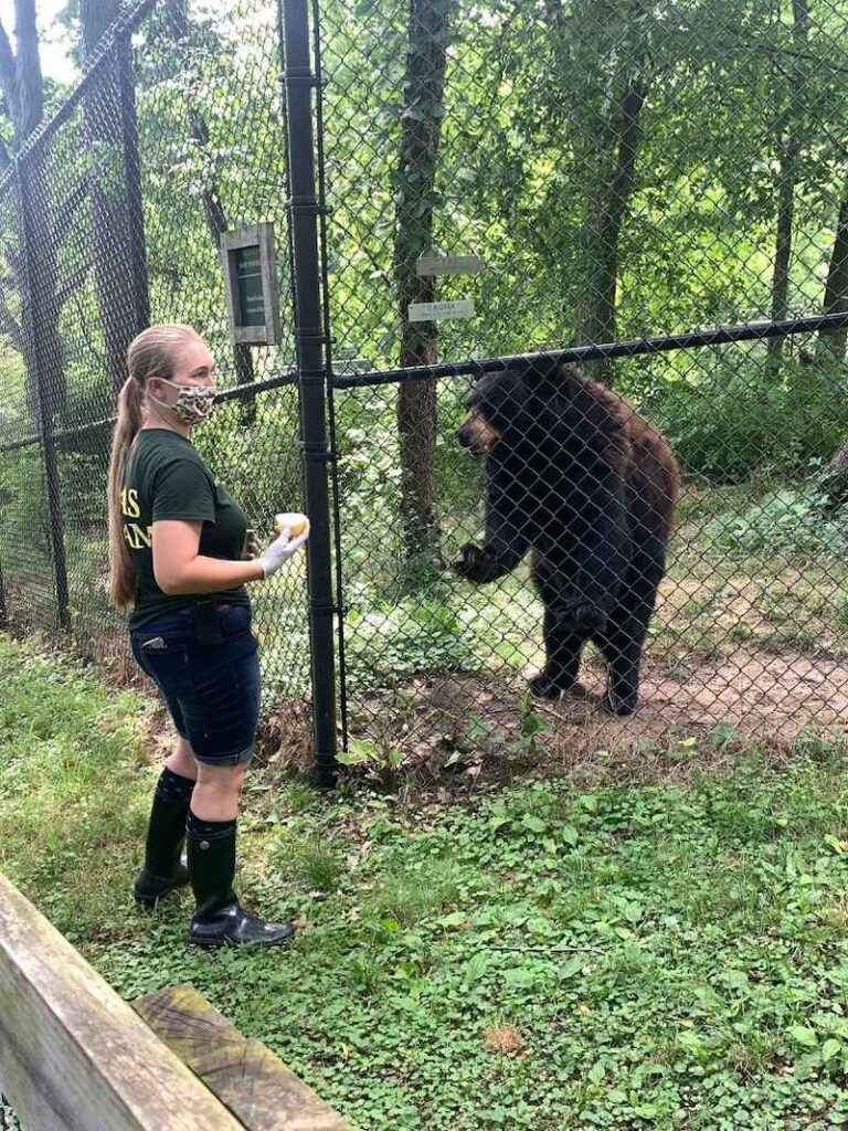 Indiana Wild Predators This Indiana Wildlife Sanctuary Features Rescued Black Bears In A ...