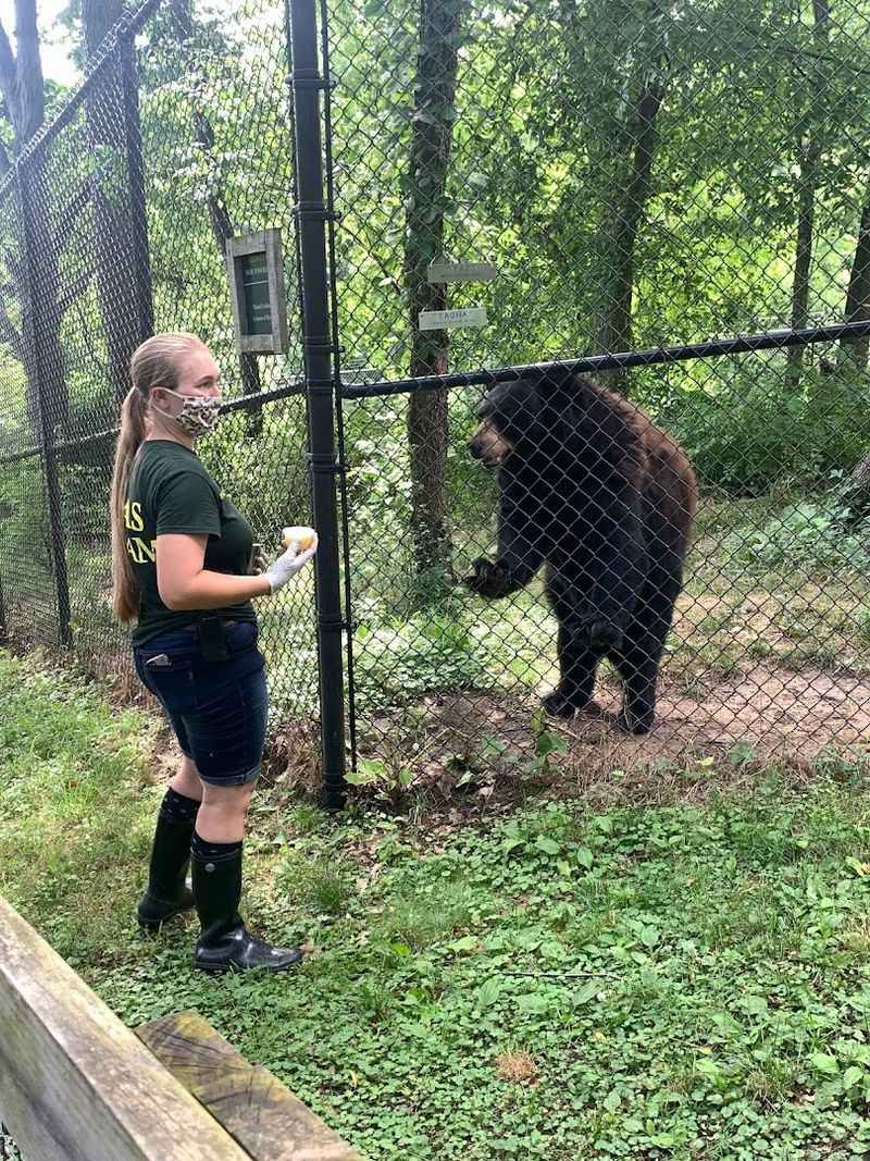 Rescued Black Bears Living in Natural Habitat Enclosures