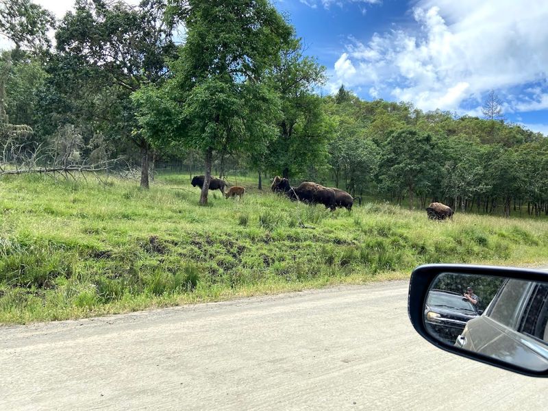 The 4.5-Mile Drive-Thru Safari Loop