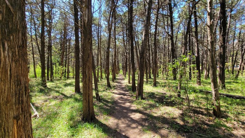 The Grid of Trees Stops You Cold the Moment You Arrive