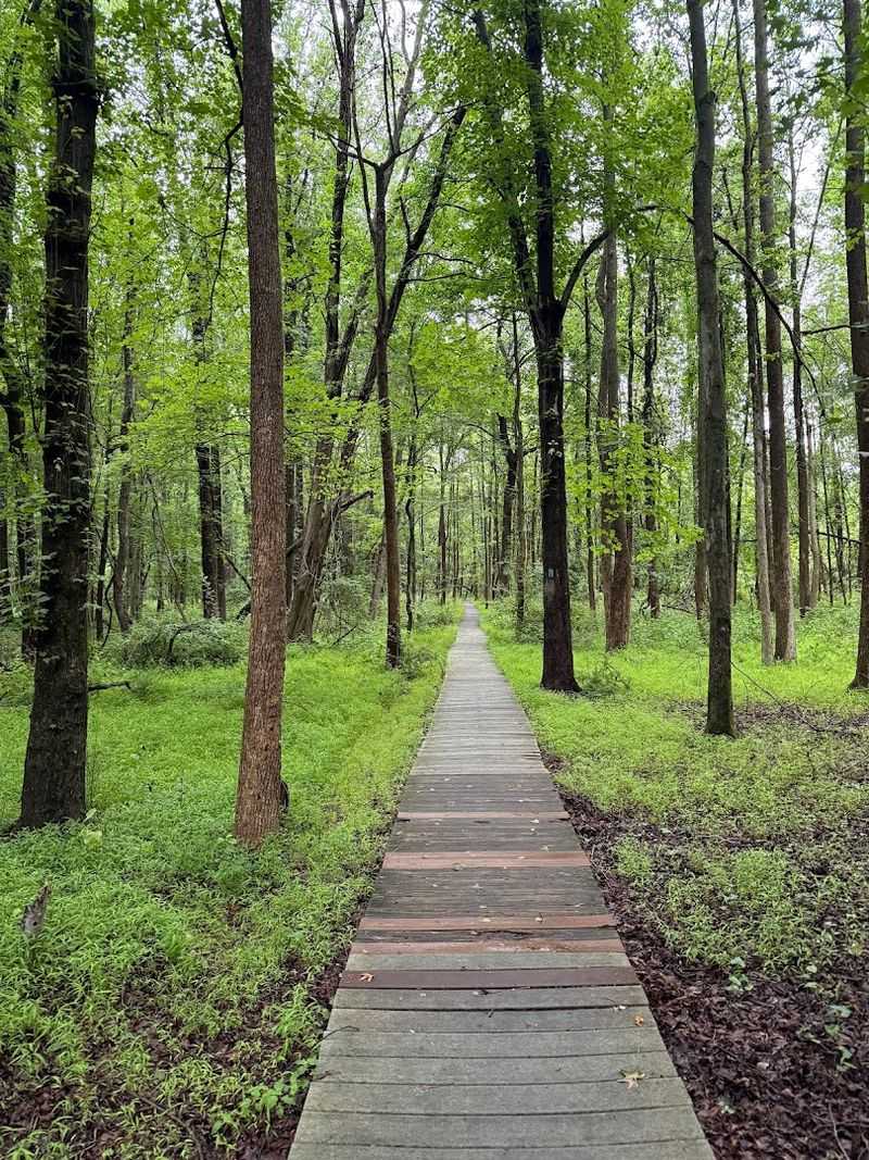 The Legendary Boardwalk on the Deer Run Trail
