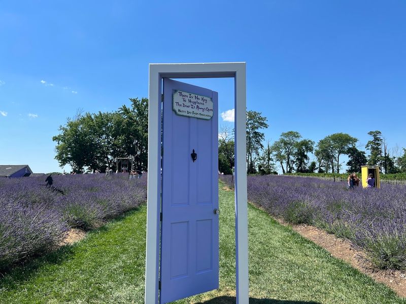 The Lavender Festival: A Fragrant, Purple Dream Worth Chasing