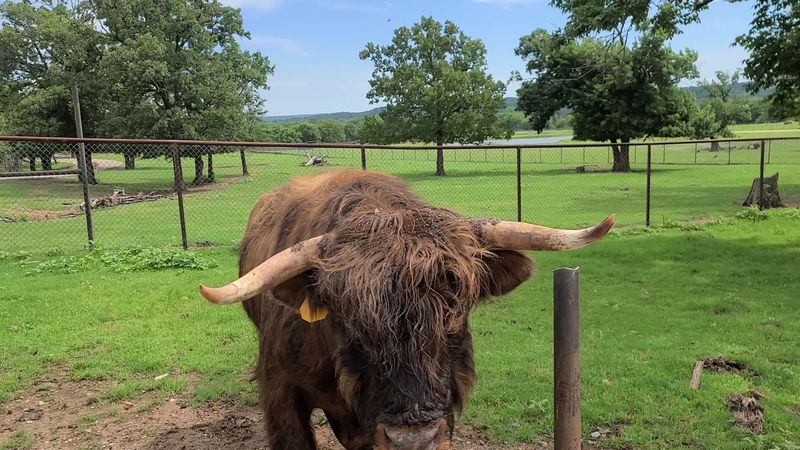The Drive-Through Safari Experience Is Unlike Anything You Expect