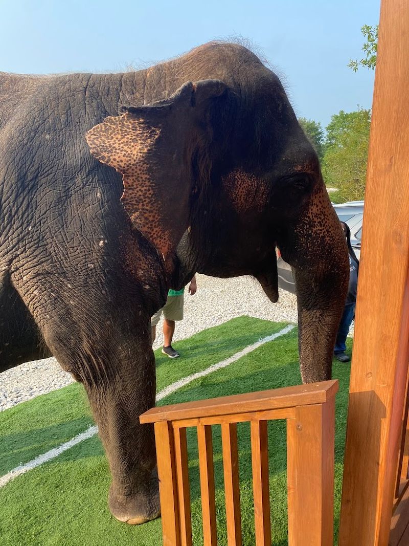 The Elephant Breakfast Moment Nobody Sees Coming