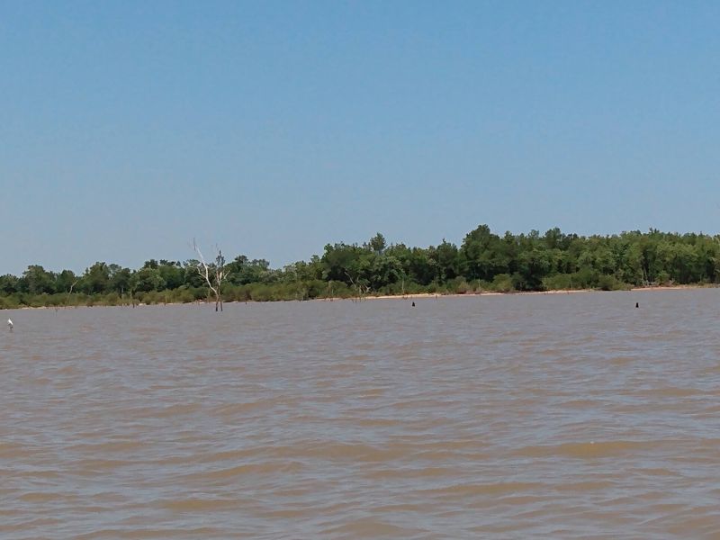 The Flooded Forest Beneath the Surface