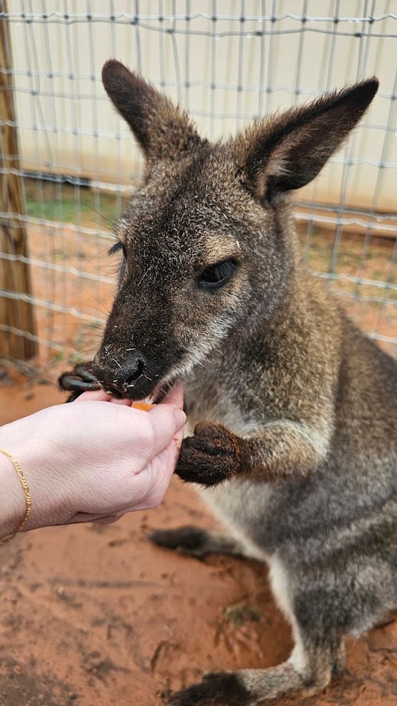 The Story Behind Safari Stayz