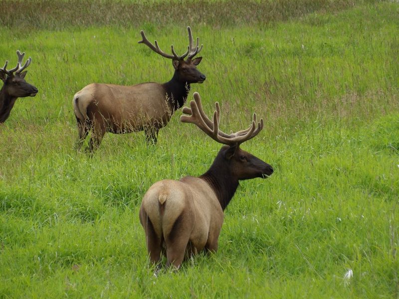 The Roosevelt Elk: Oregon's Largest Land Mammal