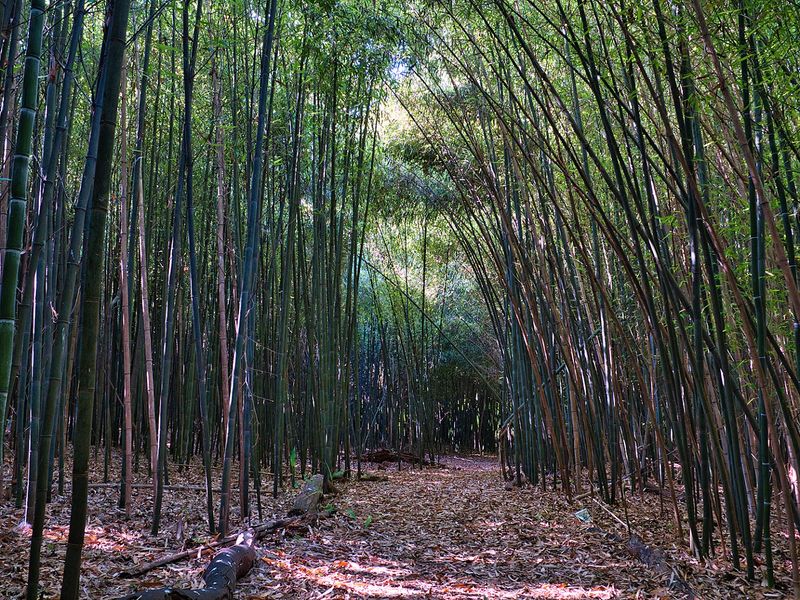 The Bamboo Forest That Stops You in Your Tracks