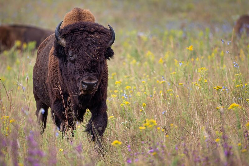 The Story Behind the Preserve