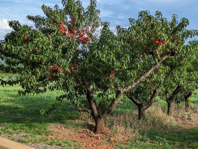 The Orchard Setting That Stops You in Your Tracks