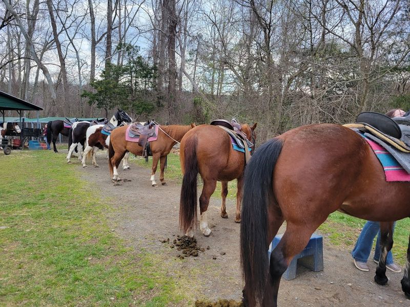 A Family-Owned Stable With Real Heart