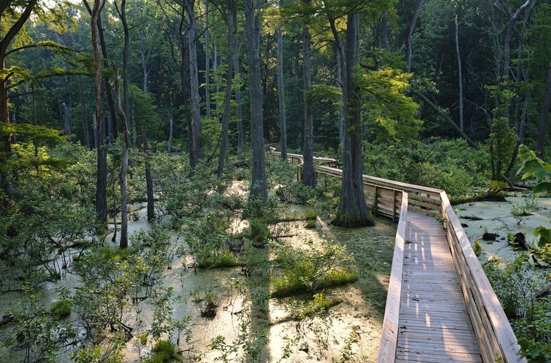 Two Completely Different Swamp Worlds in One Preserve