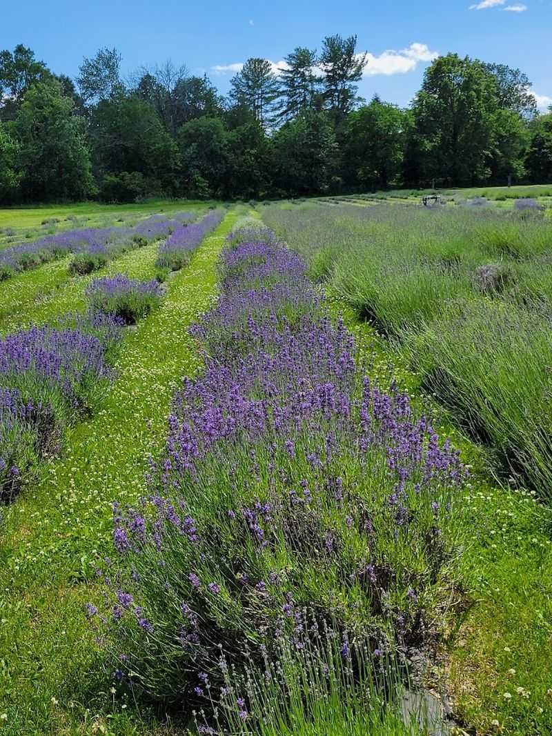 The Lavender Fields in Full Bloom
