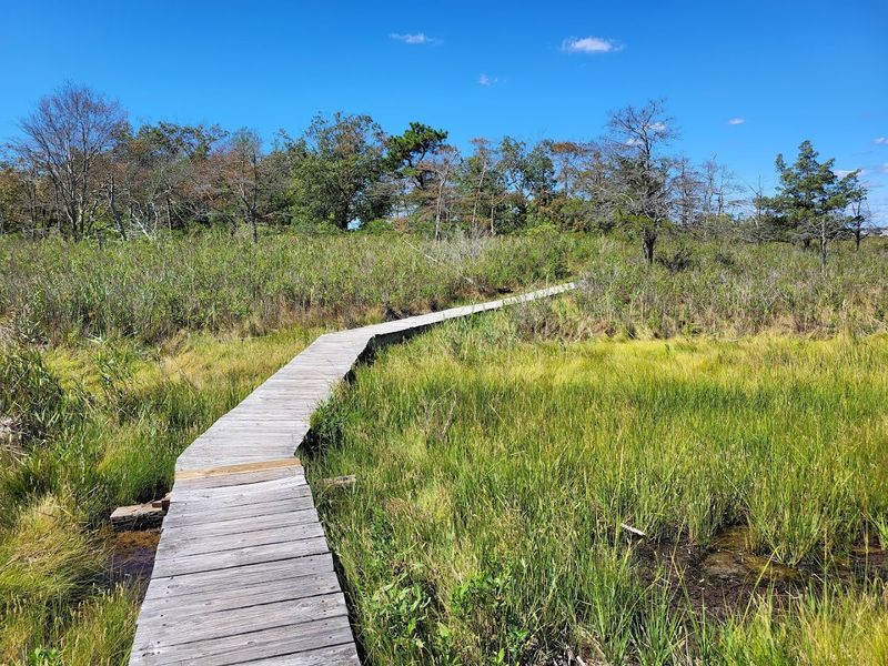 The Wetlands Boardwalk That Changes Everything