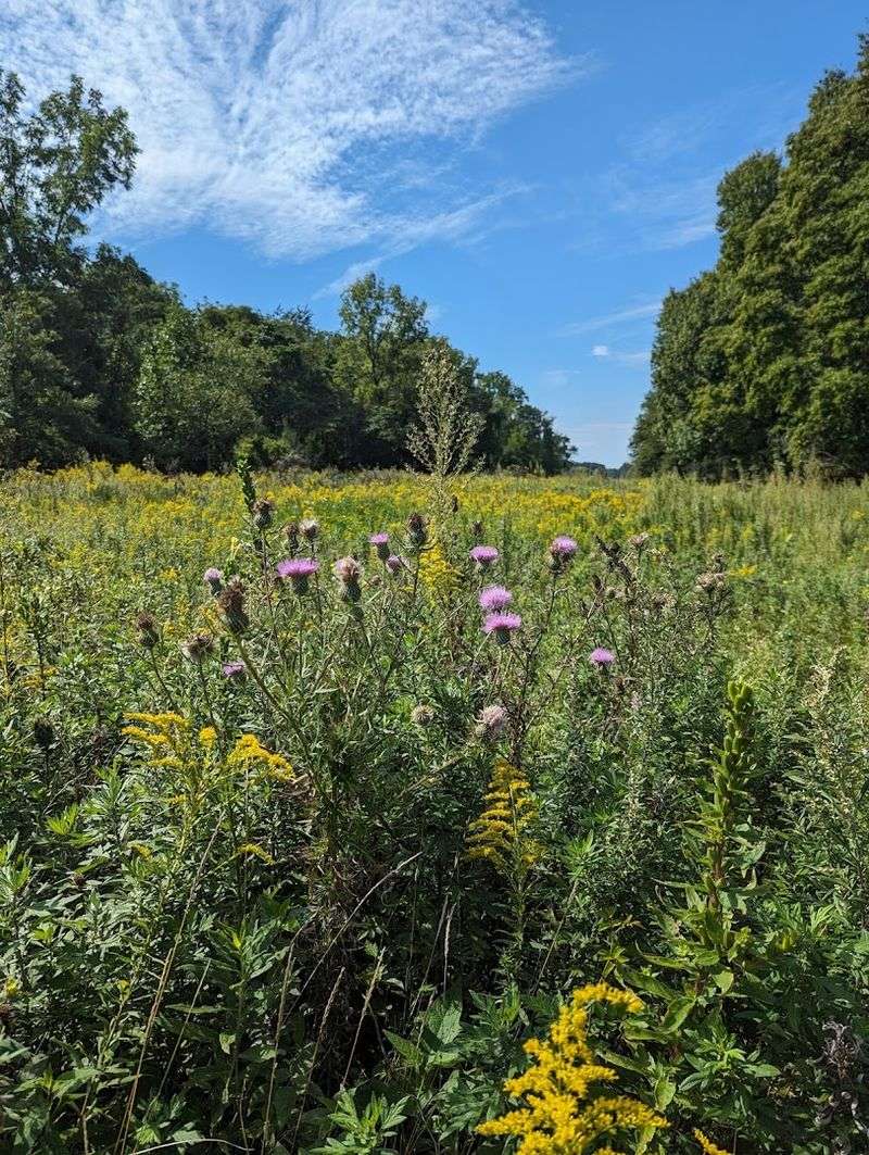 The Pole Farm District: Where History Meets Wildflower Magic