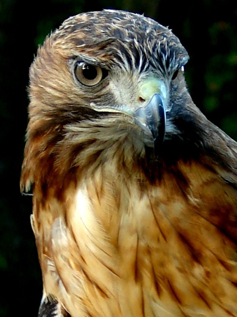 A Volunteer-Powered Mission That Runs on Pure Dedication