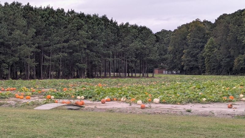 The Bamboo Forest That Changes Everything