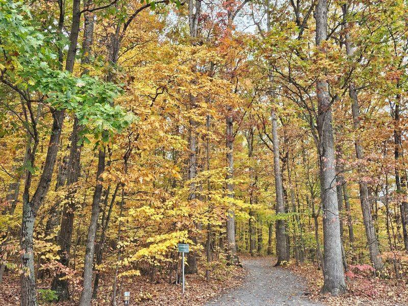 The Oak-Hickory Forest: Where Old Trees Tell Ancient Stories