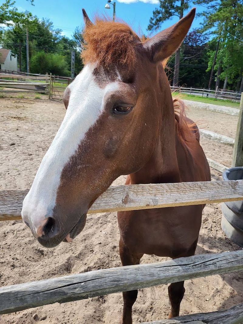 Meet the Legendary Chincoteague Ponies Up Close