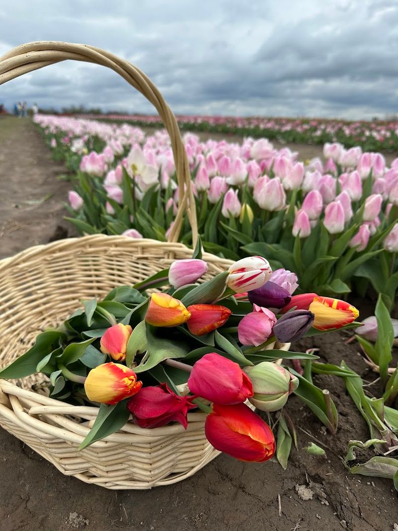 A Tulip Wonderland Straight Out of a Dream