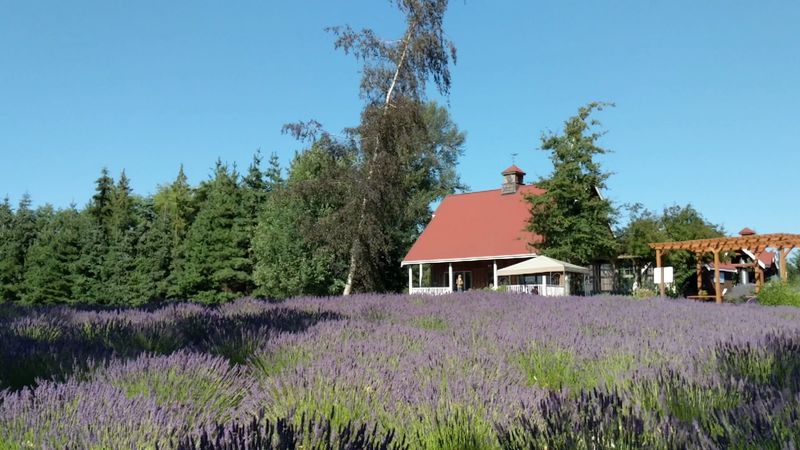Lavender Rows That Feel Like France