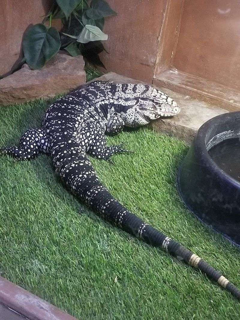 VIP Animal Encounters Worth Every Single Second