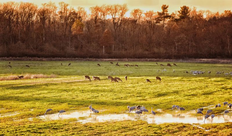 Wildlife Variety Goes Well Beyond the Famous Cranes