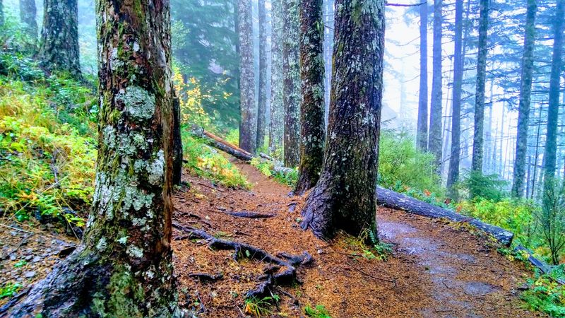 Saddle Mountain Trail, Saddle Mountain State Natural Area, Oregon