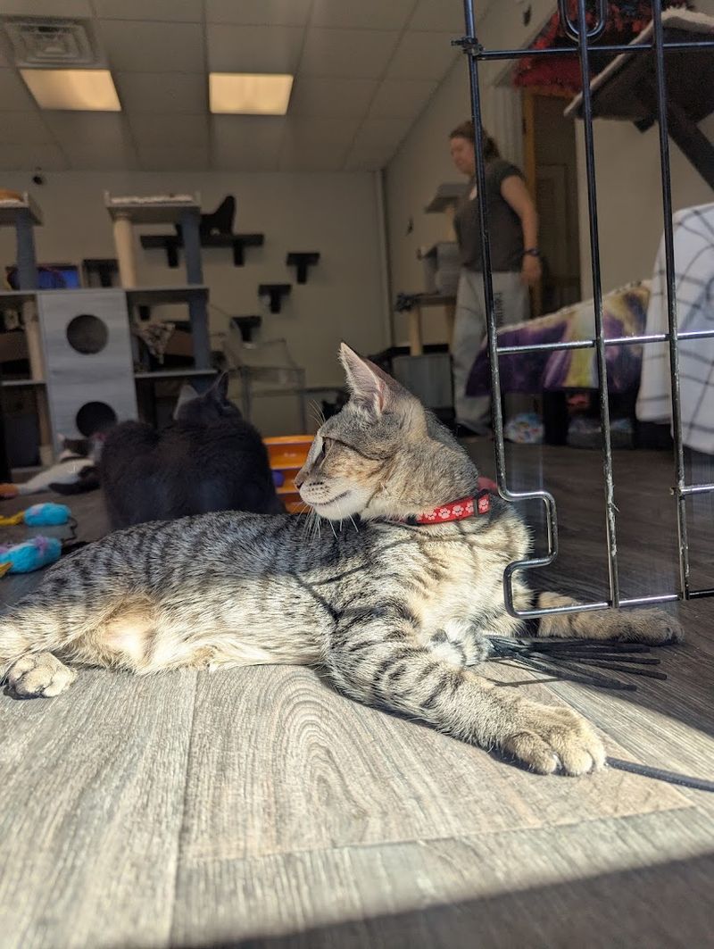 Why Rahway Kitty Hall Is Worth Adding to Your New Jersey Weekend List