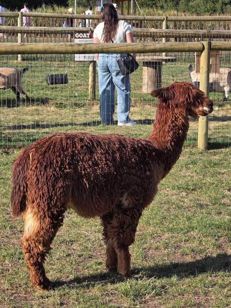 The Petting Zoo and Farm Animals: Furry Faces and Friendly Encounters