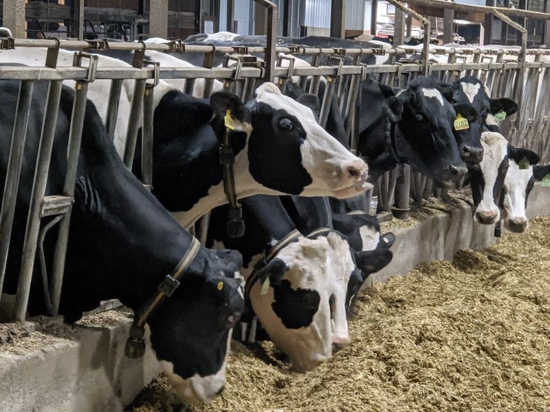 Kuehnert Dairy Farm – 6532 W Cook Rd, Fort Wayne, IN 46818